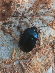Canthophorus melanopterus