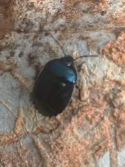 Canthophorus melanopterus