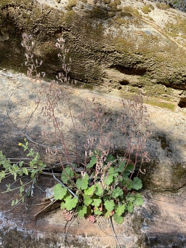 Pink alumroot (Heuchera rubescens)