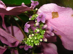 Wittmackanthus stanleyanus