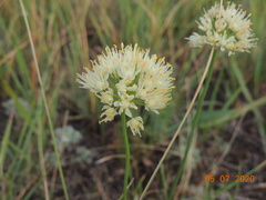 Allium flavescens