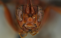 Compsocryptus purpuripennis