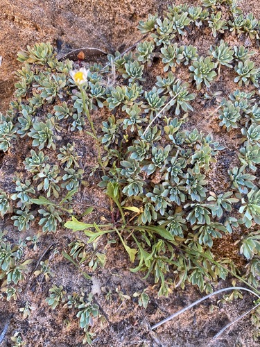 Image of Erigeron sionis by (c) Matt Berger, some rights reserved (CC BY)