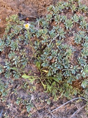 Erigeron sionis