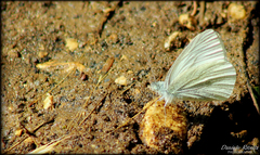 Pieris ergane