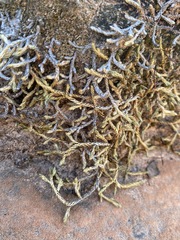 Selaginella underwoodii