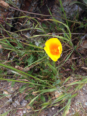 Eschscholzia californica maritima
