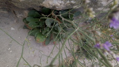 Limonium ramosissimum