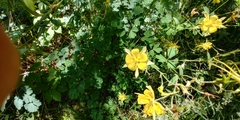 Aquilegia chrysantha