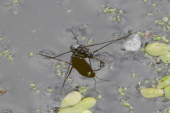 Trepobates subnitidus