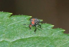Halyomorpha halys