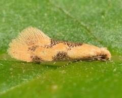 Hybroma servulella