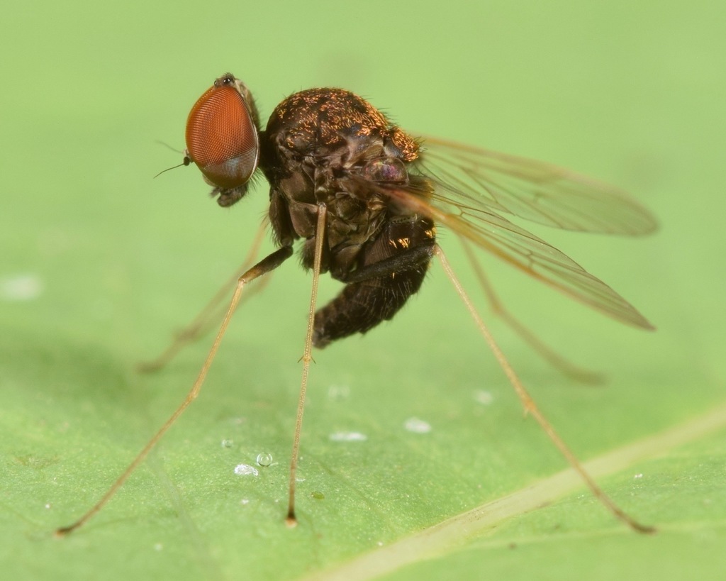 Chrysopilus basilaris