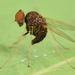 Chrysopilus basilaris - Photo (c) skitterbug, μερικά δικαιώματα διατηρούνται (CC BY), uploaded by skitterbug