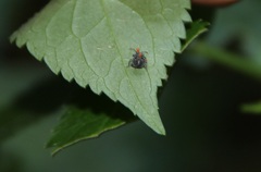 Halyomorpha halys