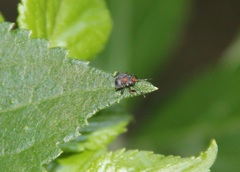 Halyomorpha halys