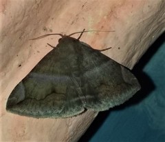 Buzara