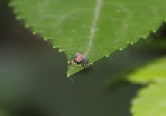 Halyomorpha halys