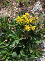 Solidago spathulata