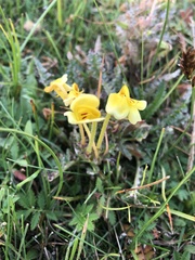 Pedicularis longiflora