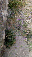 Limonium ramosissimum