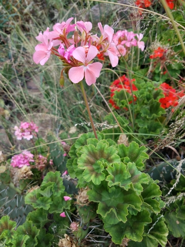 Pelargonium × hybridum