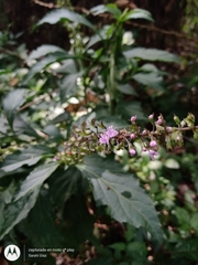 Ocimum carnosum