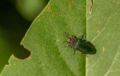 Lamprodila mirifica