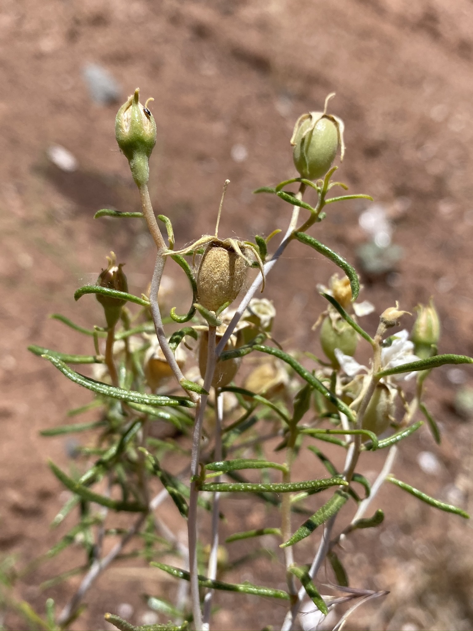 Mentzelia memorabilis