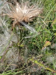 Cirsium pumilum