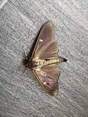 Cydalima perspectalis