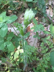 Silphiodaucus hispidus