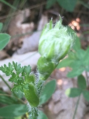 Silphiodaucus hispidus