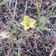 Hypericum gentianoides