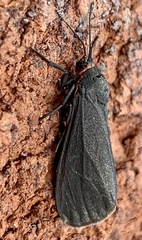 Virbia laeta
