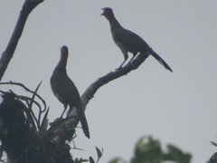 Ortalis erythroptera