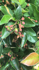 Cotoneaster lucidus