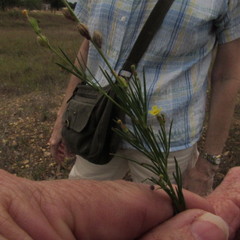 Hypericum gentianoides