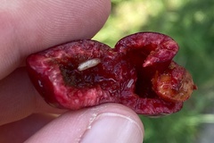 Rhagoletis cerasi