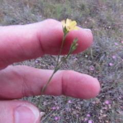 Hypericum gentianoides