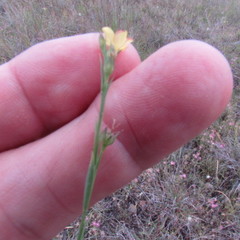 Hypericum gentianoides