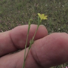 Hypericum gentianoides