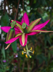 Passiflora antioquiensis