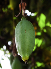 Passiflora antioquiensis