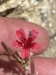 Ipomopsis tenuifolia