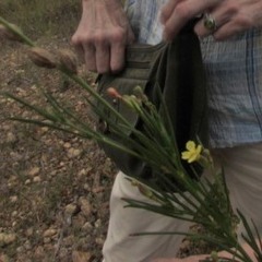 Hypericum gentianoides