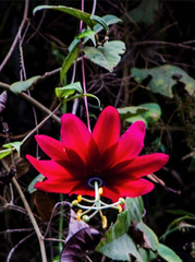 Passiflora antioquiensis