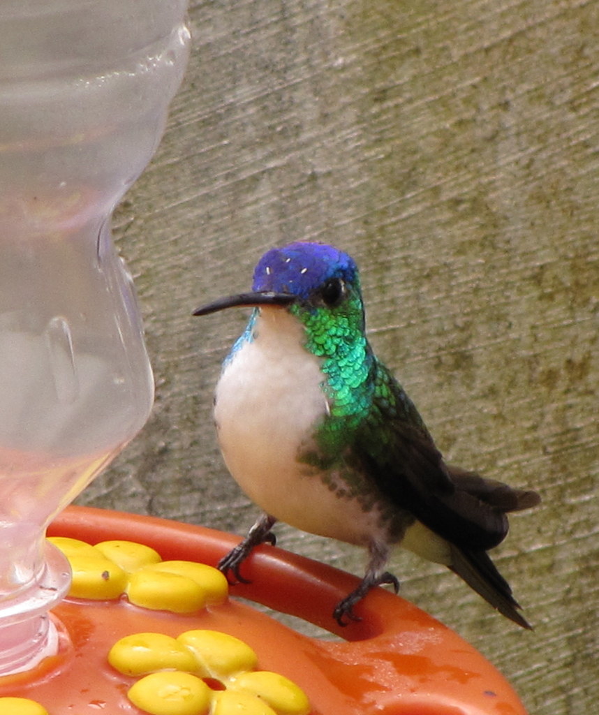 Andean Emerald