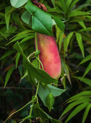 Passiflora cumbalensis