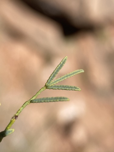Image of Dalea searlsiae by (c) Matt Berger, some rights reserved (CC BY)